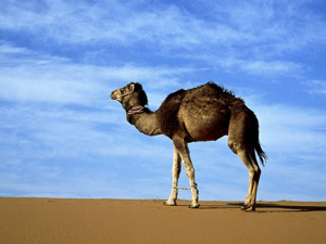 camel_photo