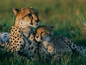 cheetah_photo