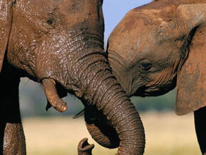 elephant_photo