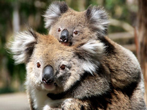 koala_photo