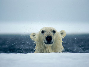 polar_bear_photo