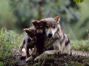 wolf_photo